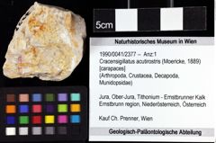 Foto (Objket + Etiketten) von Cracensigillatus acutirostris (Moericke, 1889) 